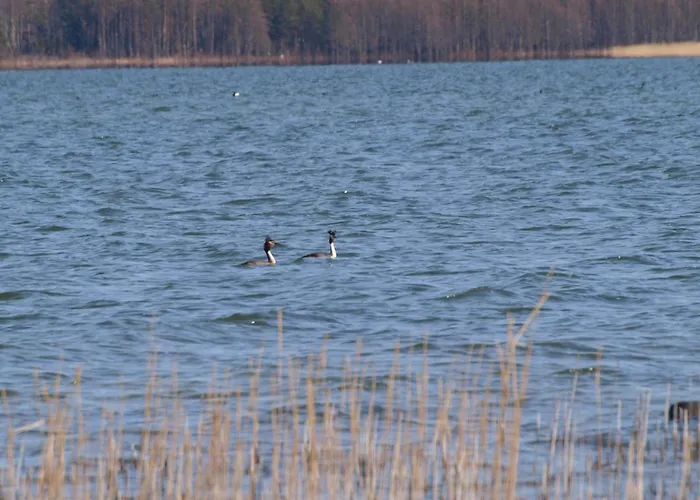 度假居 Dagoe Berry Suvemaja *